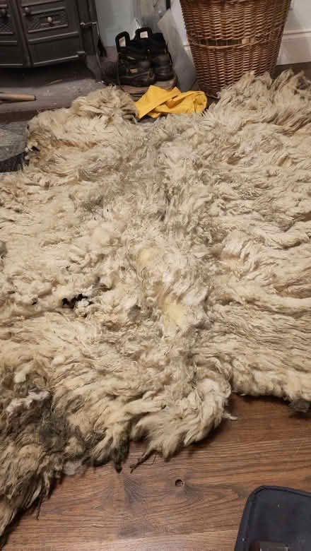 Photo of free Sheep fleeces (Sockbridge CA10) #2