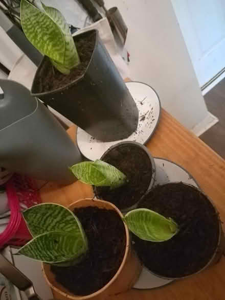 Photo of free Snake plants n Geraniums (Garden City OX5) #2