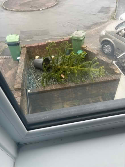 Photo of free Monkey puzzle tree (CF72 Llanharan) #1