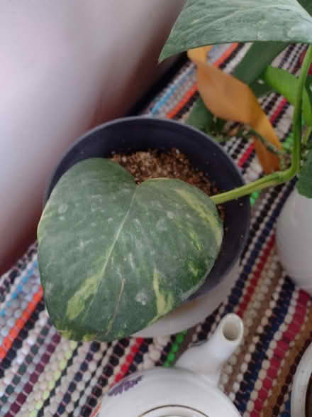 Photo of free House plants (NE Heights: Juan Tabo - Menaul) #2