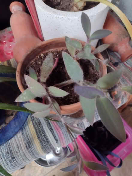 Photo of free House plants (NE Heights: Juan Tabo - Menaul) #1