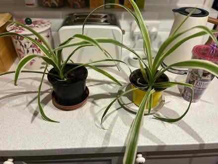 Photo of free Spider plants (Balerno EH14) #1