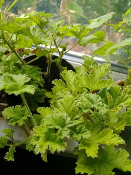 Photo of free Snake plants n Geraniums (Garden City OX5) #3