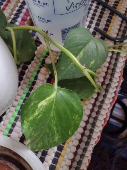 Photo of free House plants (NE Heights: Juan Tabo - Menaul) #3