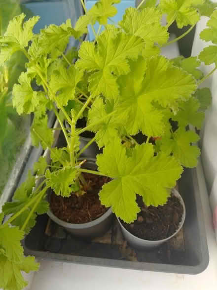 Photo of free Snake plants n Geraniums (Garden City OX5) #1