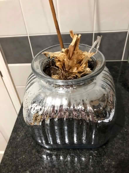 Photo of free Amaryllis bulb (Whitegrove RG42) #1
