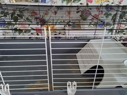 Photo of free Large guinea pig cage (Shirley, Croydon) #2