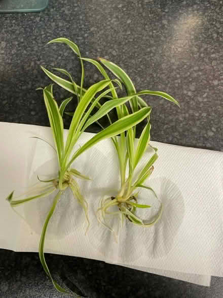 Photo of free 2 baby spider plants (Brentford TW8) #1