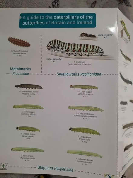 Photo of free Caterpillar field guide (Butterflies, Britain & Ireland). (Canford Heath BH17) #1