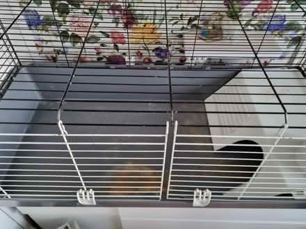 Photo of free Large guinea pig cage (Shirley, Croydon) #3