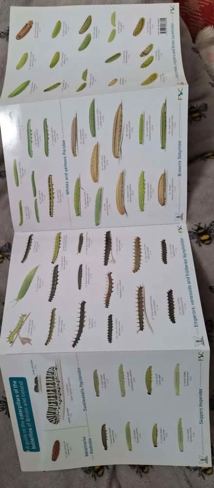 Photo of free Caterpillar field guide (Butterflies, Britain & Ireland). (Canford Heath BH17) #2