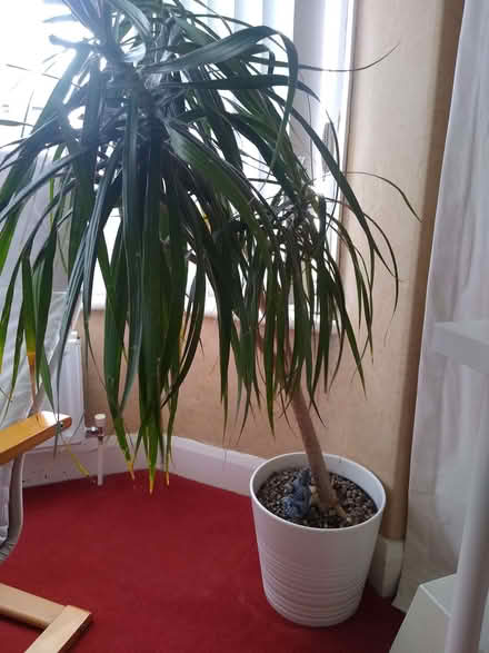 Photo of free Large Dragon Tree Houseplant (Manor Top S12) #1