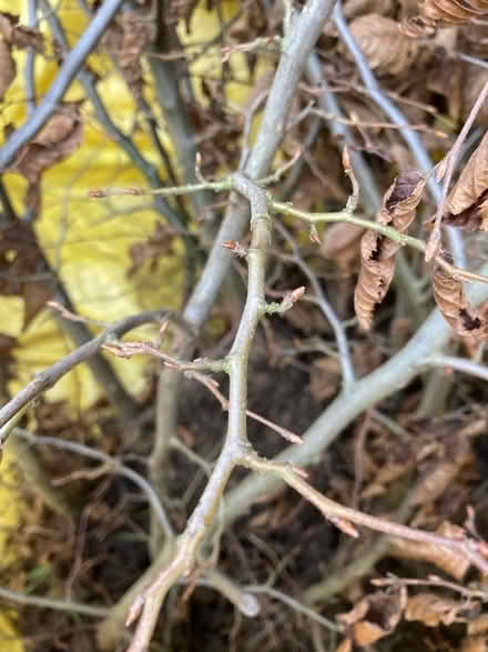 Photo of free Beech hedging (Howhlill Quarries HG2) #2