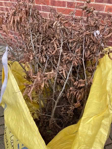 Photo of free Beech hedging (Howhlill Quarries HG2) #1