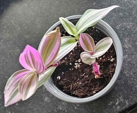 Photo of free Tradescantia Houseplants (CT10) #1