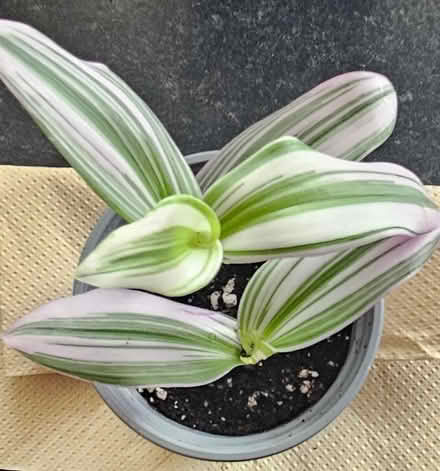 Photo of free Tradescantia Houseplants (CT10) #2