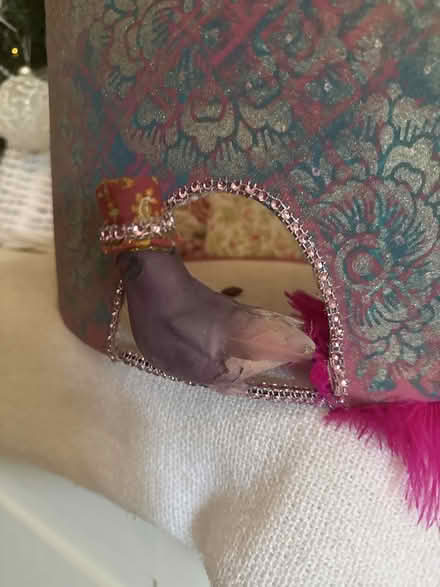 Photo of free Handmade quirky ceiling shade (Tunbridge Wells TN1) #4