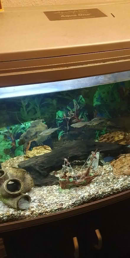 Photo of free Fish tank (West End LA3) #1