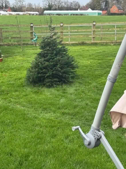 Photo of free Real spruce Xmas tree (Hadnall SY4) #1