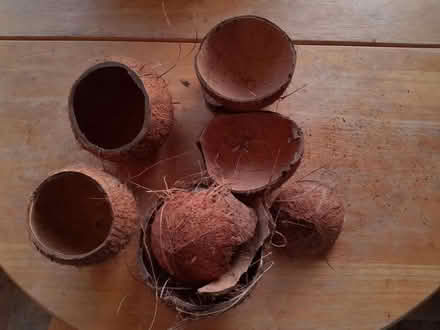 Photo of free Coconut shells (OX10 Cholsey) #1