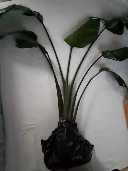 Photo of free Lovely Large House Plant (Eastbourne) #1