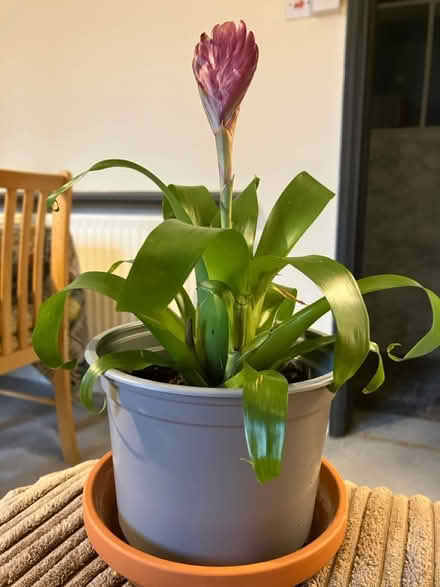 Photo of free Plant (Waddon) #2