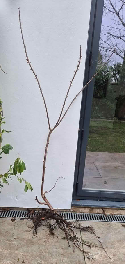 Photo of free Bareroot cherry tree, 4ft ish (Cheltenham) #1