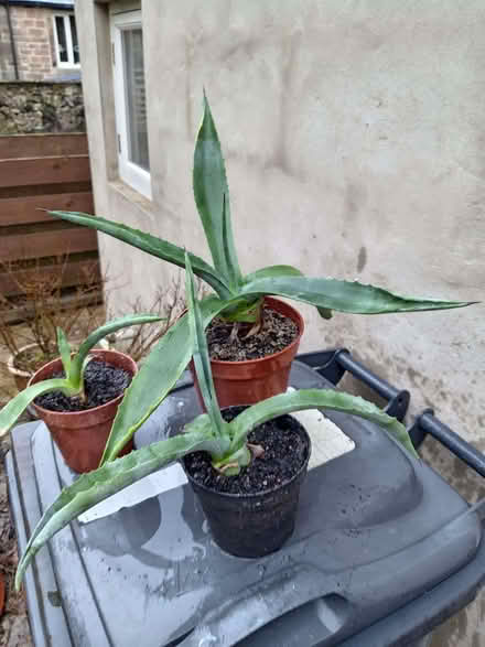 Photo of free Plant - Aloe vera? (Winster DE4) #1