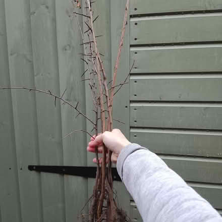 Photo of free Young Crab Apple & Wild Cherry Trees (Haldens AL7) #1