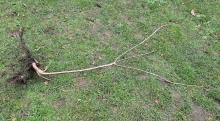 Photo of free Bareroot cherry tree, 4ft ish (Cheltenham) #2