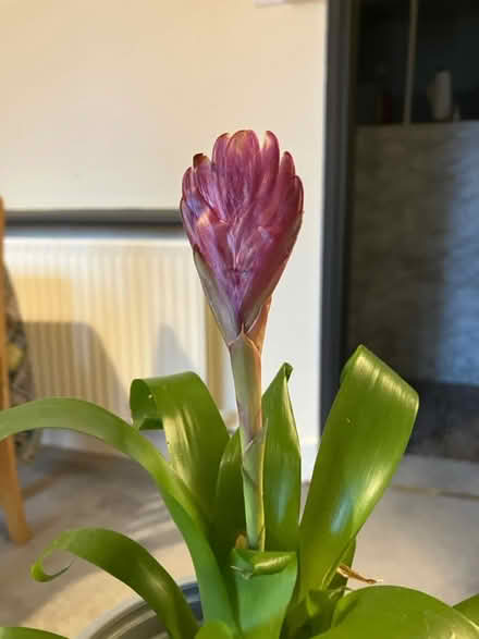 Photo of free Plant (Waddon) #1