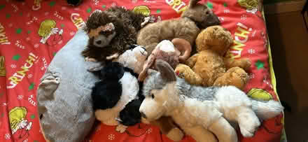 Photo of free Soft toys (Ip33) #2