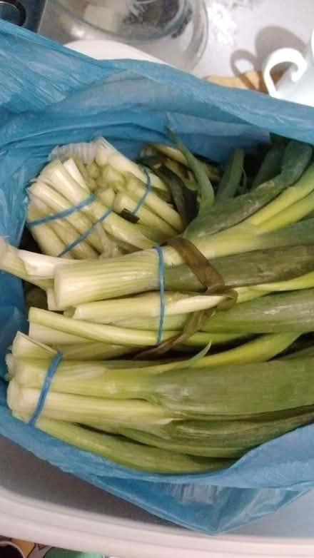 Photo of free big bag of spring onions (Lewisham SE13) #1