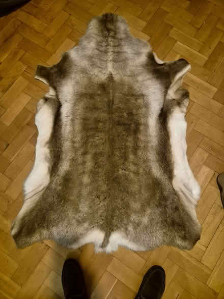 Photo of free Reindeer hide rug (real fur) (Heswall CH60) #1