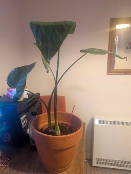 Photo of free Cheese plant (CO2, Hythe) #1