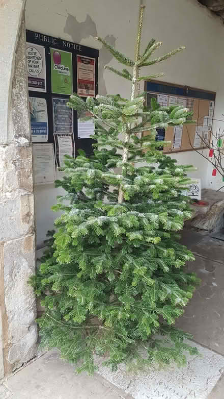 Photo of free Christmas Tree (Marden TN12) #1