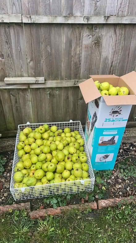 Photo of free Fresh apples in containers (Stockwood LU1) #1