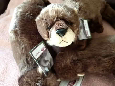 Photo of free Stuffed toy otters (Leeds LS2) #2