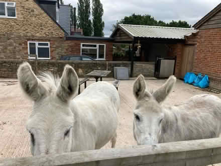 Photo of free Donkey poo (Oxford OX33) #1