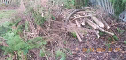 Photo of free fire wood (Ellesmere Port CH65) #2