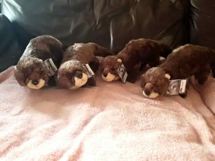 Photo of free Stuffed toy otters (Leeds LS2) #1