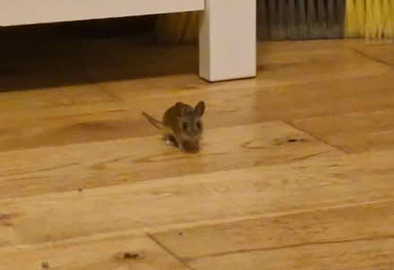 Photo of mouse trap (Polegate BN26) #1