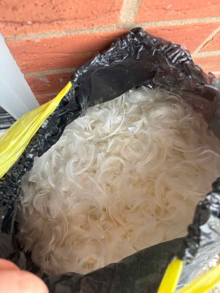 Photo of free Two bags of duck feathers (B66 Smethwick) #3