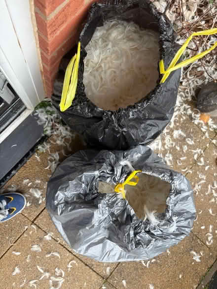 Photo of free Two bags of duck feathers (B66 Smethwick) #1