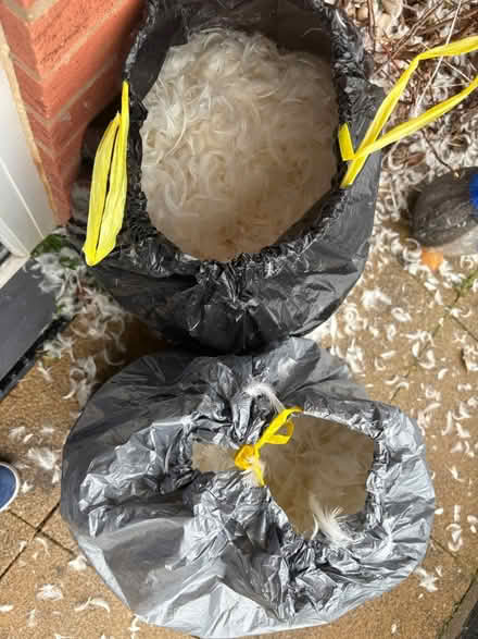 Photo of free Two bags of duck feathers (B66 Smethwick) #2