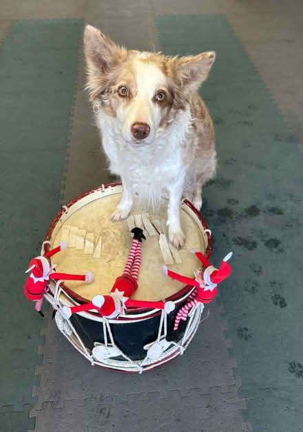 Photo of Drum similar to one in photo. Any condition as can repair. (Draycott GL11) #1