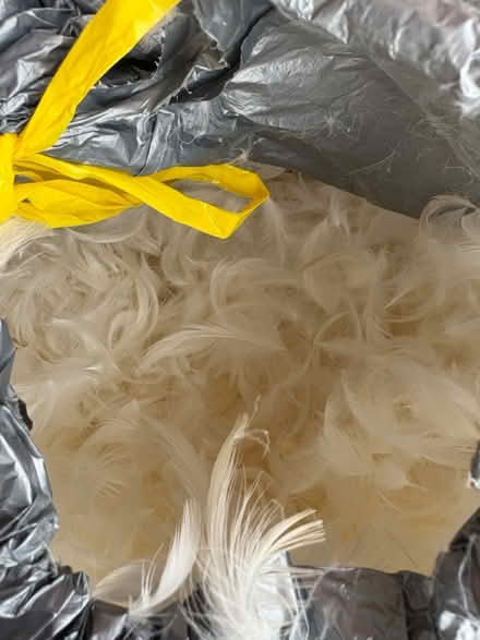 Photo of free Two bags of duck feathers (B66 Smethwick) #4