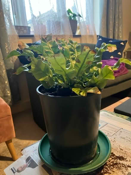 Photo of free House plant (Waddon) #2