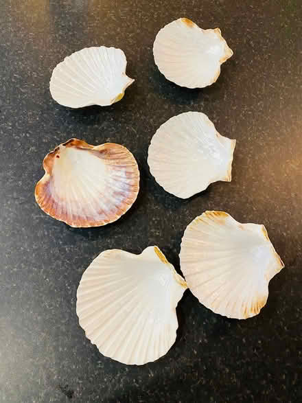 Photo of free 6 decorative shells (DE15) #1