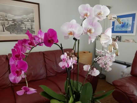 Photo of free Two orchid plants and bowl (near Rossmoor Pkwy) #1